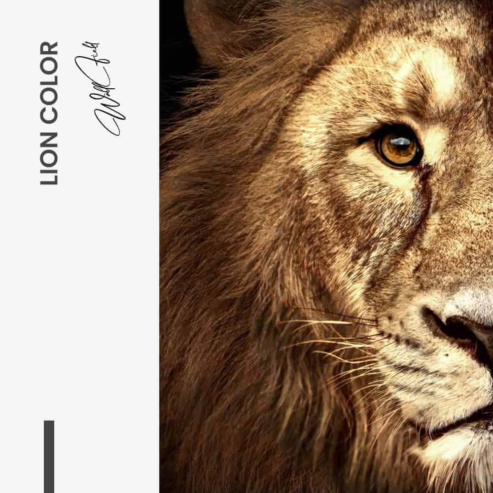 Bundel: Lion & lioness Color (2x) - Glass - Kopiëren