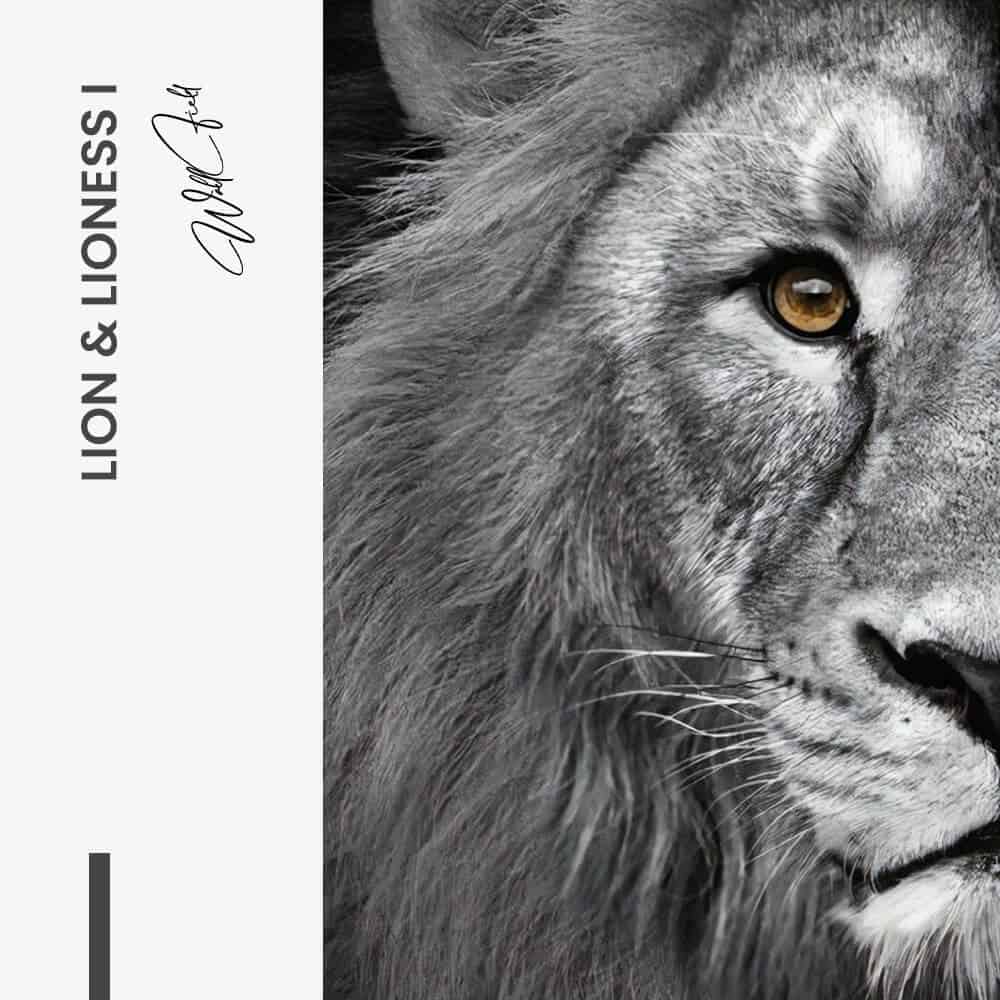 Bundel: Lion & lioness (2x) - Kopiëren
