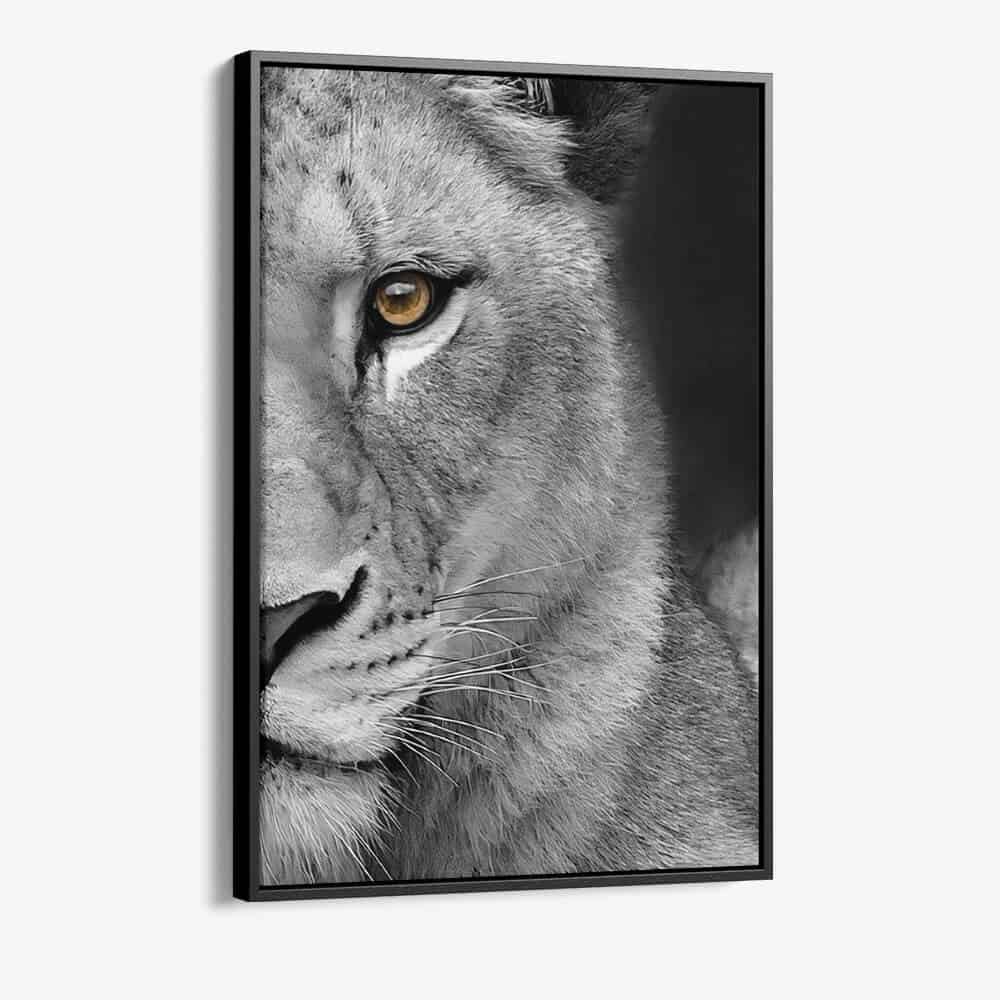 Bundel: Lion & lioness (2x) - Kopiëren