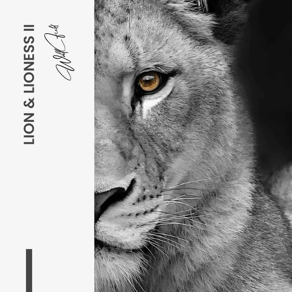 Bundel: Lion & lioness (2x) - Kopiëren