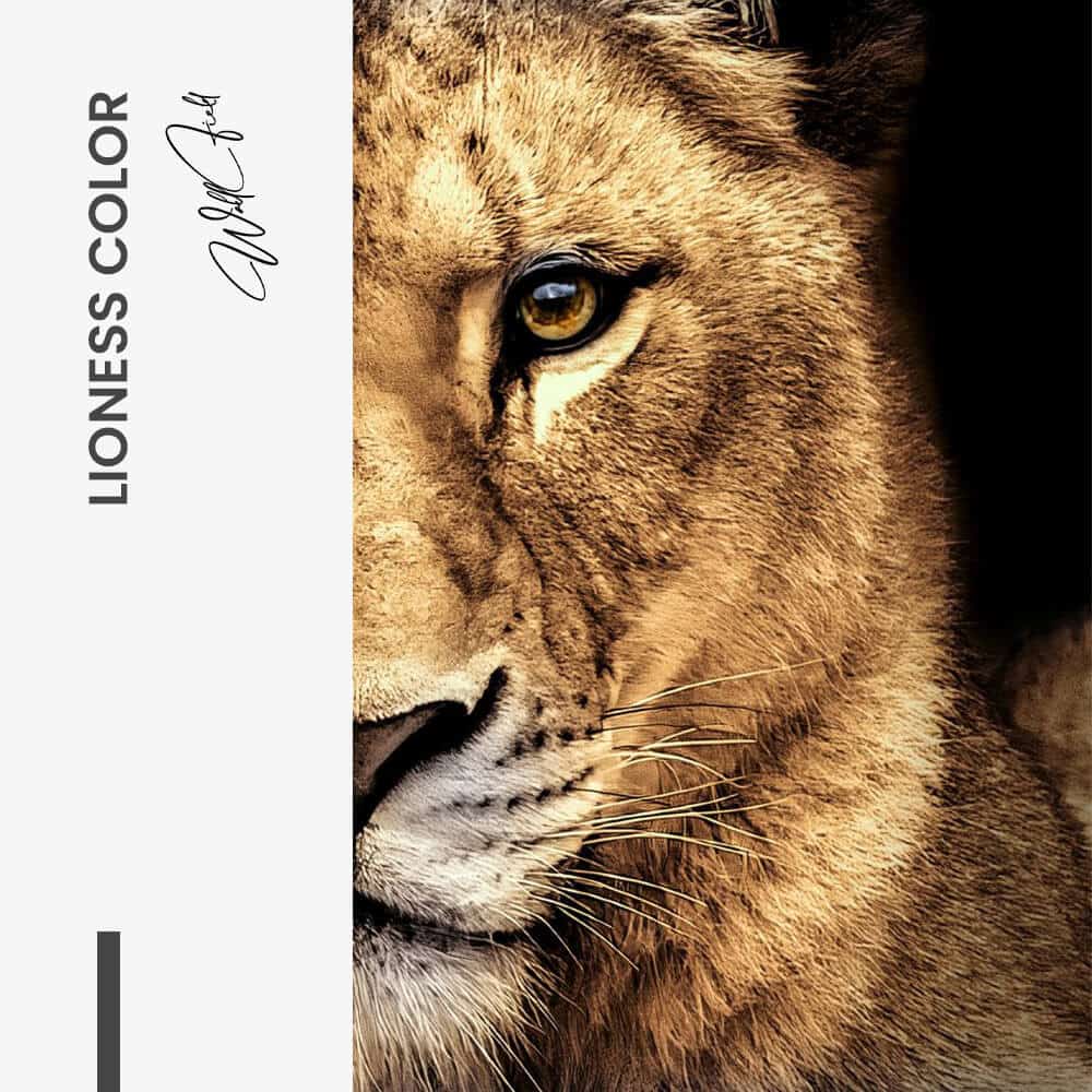 Bundel: Lion & lioness Color (2x) - Glass - Kopiëren