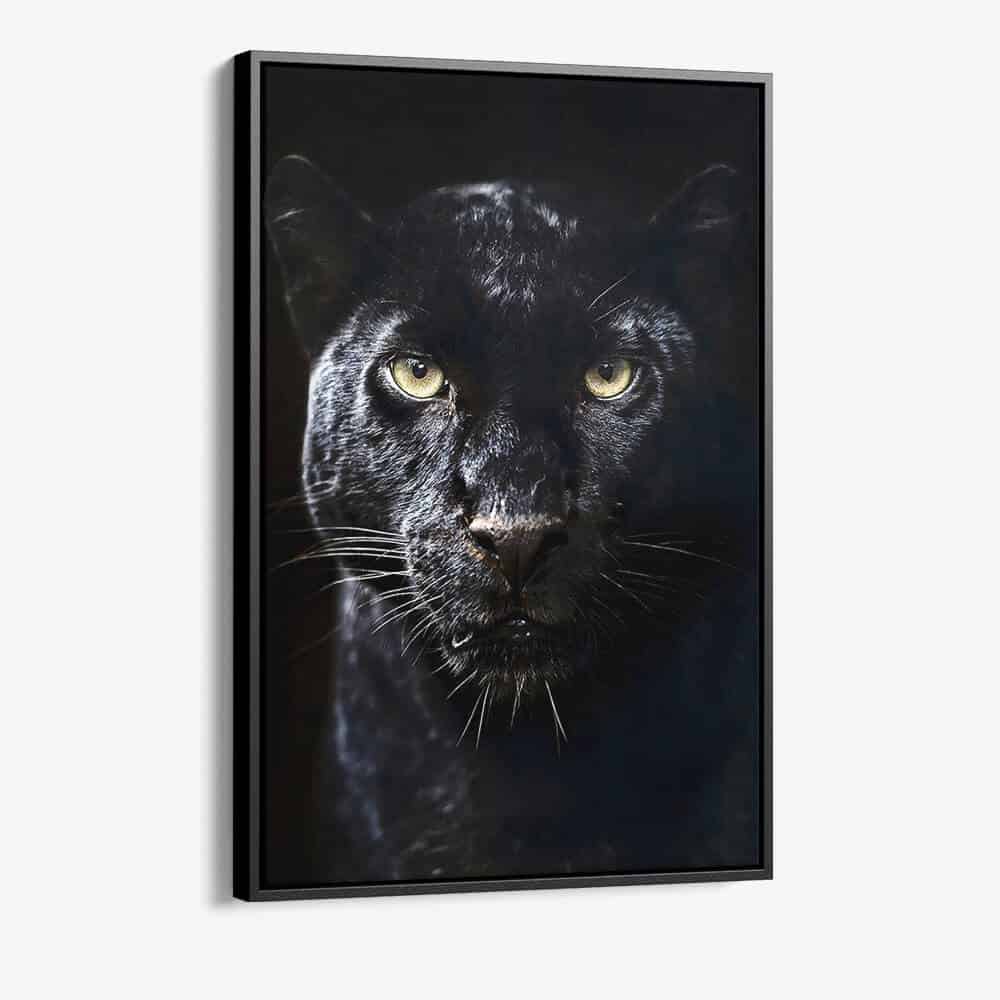 Bundel: “Big Cats” (3x)