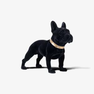 Dog Spike zwart (Black)