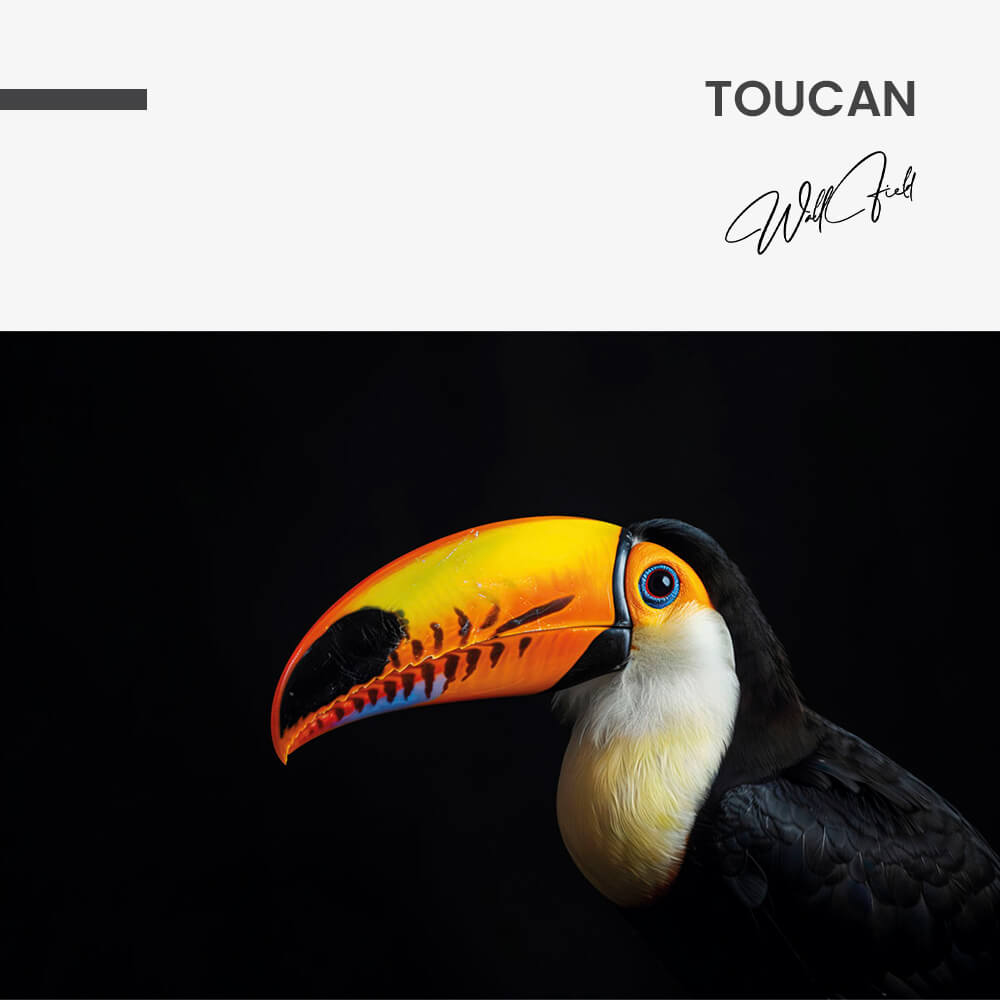 11.-Design-signature-Toucan