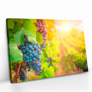 2.-Cvas-Detail-5-Vineyard-Grape