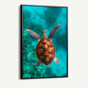 1.-Cvas-Detail-1-Sea-Turtle-VT