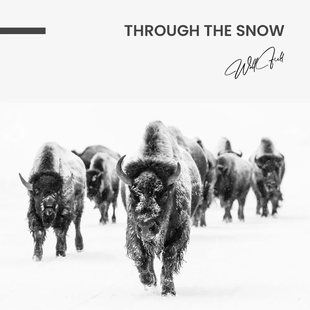 11.-Design-signature-Through-the-Snow