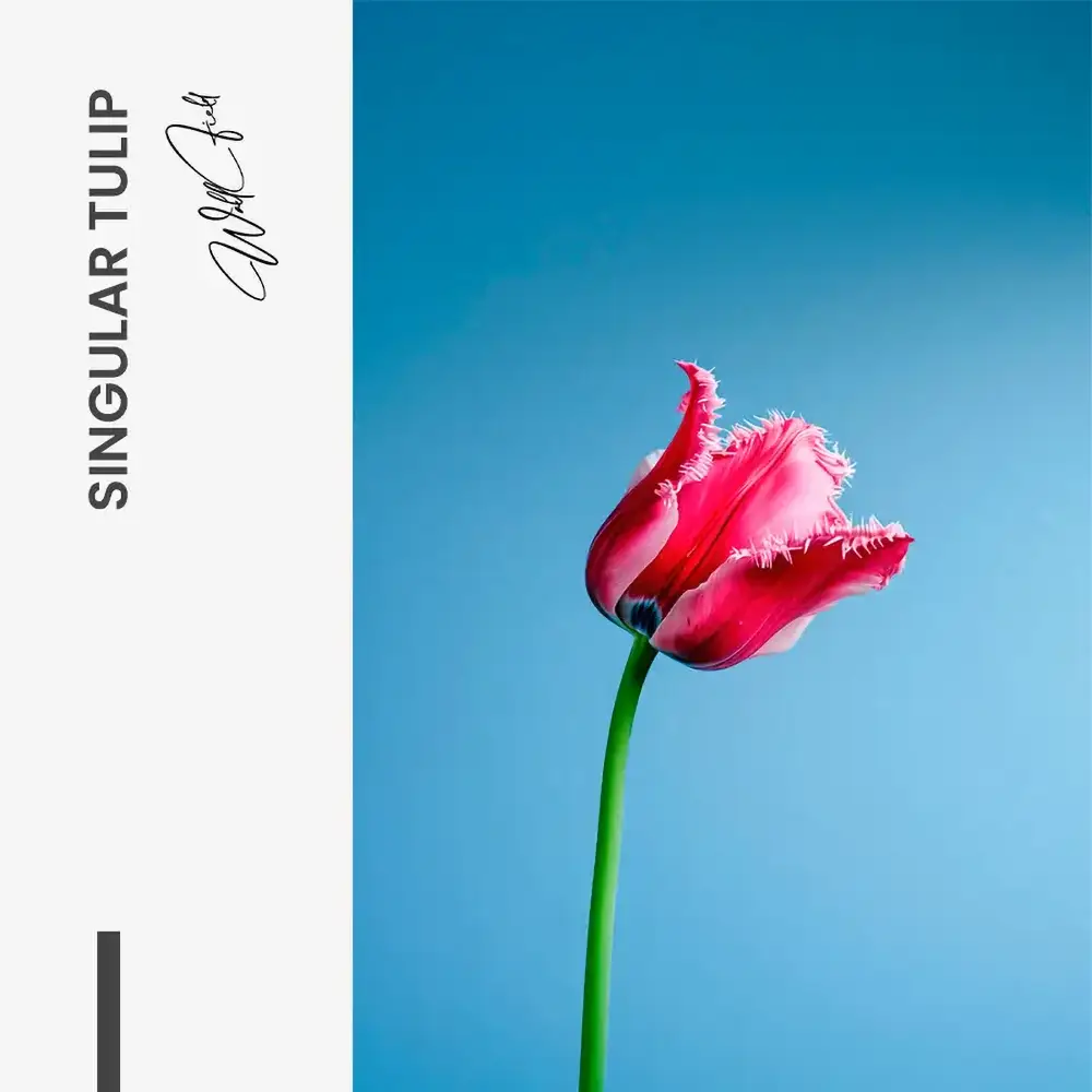 11.-Design-signature-Singular-Tulip