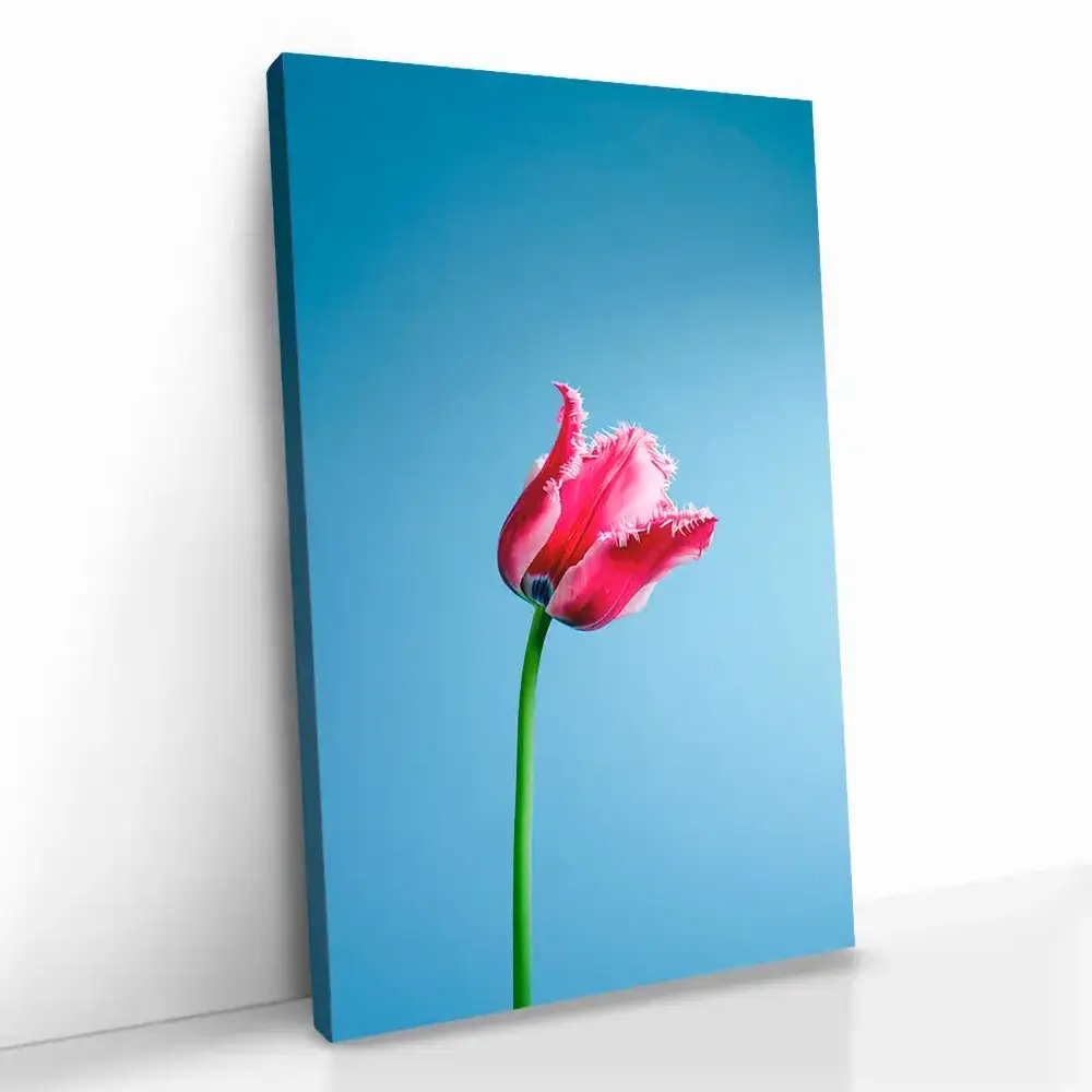 2.-Cvas-Detail-5-Singular-Tulip