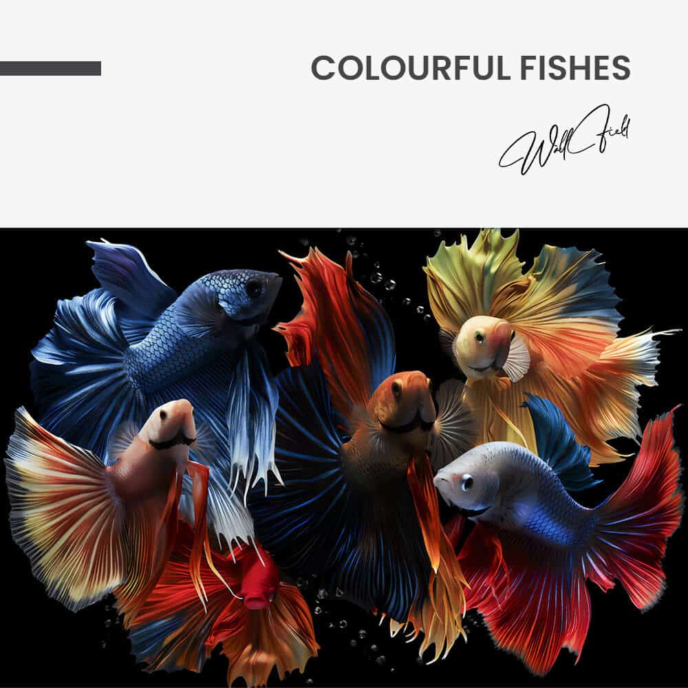 7.-Design-signature-Colourful-Fishes.jpg
