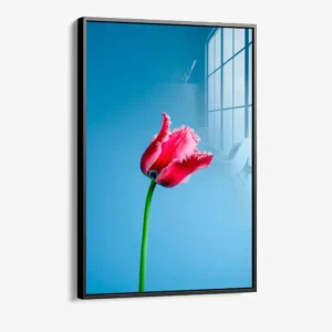 8.-Glass-Framed-Singular-Tulip