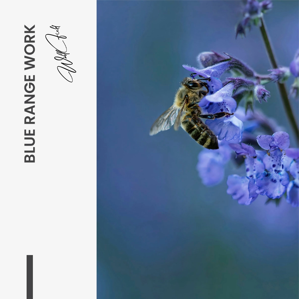 11.-Design-signature-Blue-Range-Work