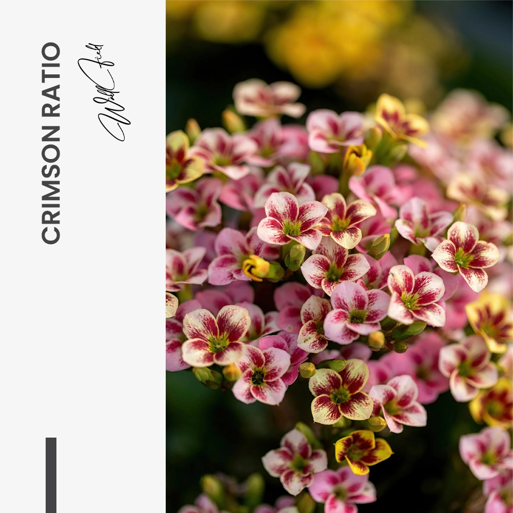 11.-Design-signature-Crimson-Ratio
