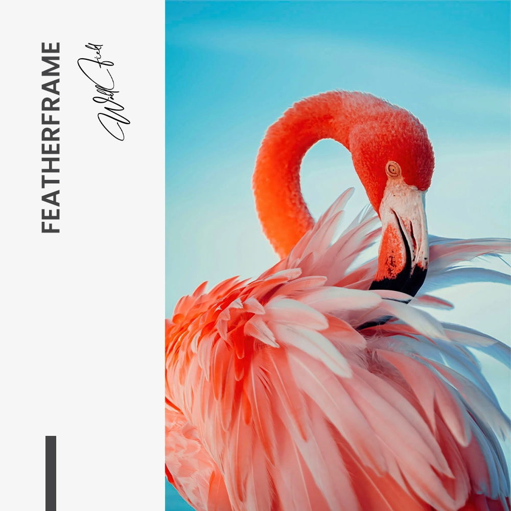 11.-Design-signature-Featherframe