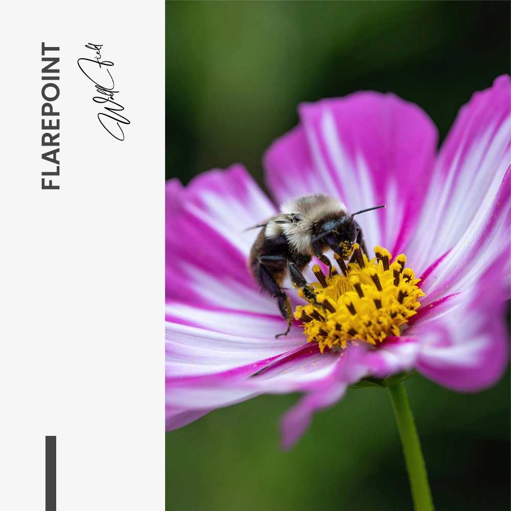 11.-Design-signature-Flarepoint
