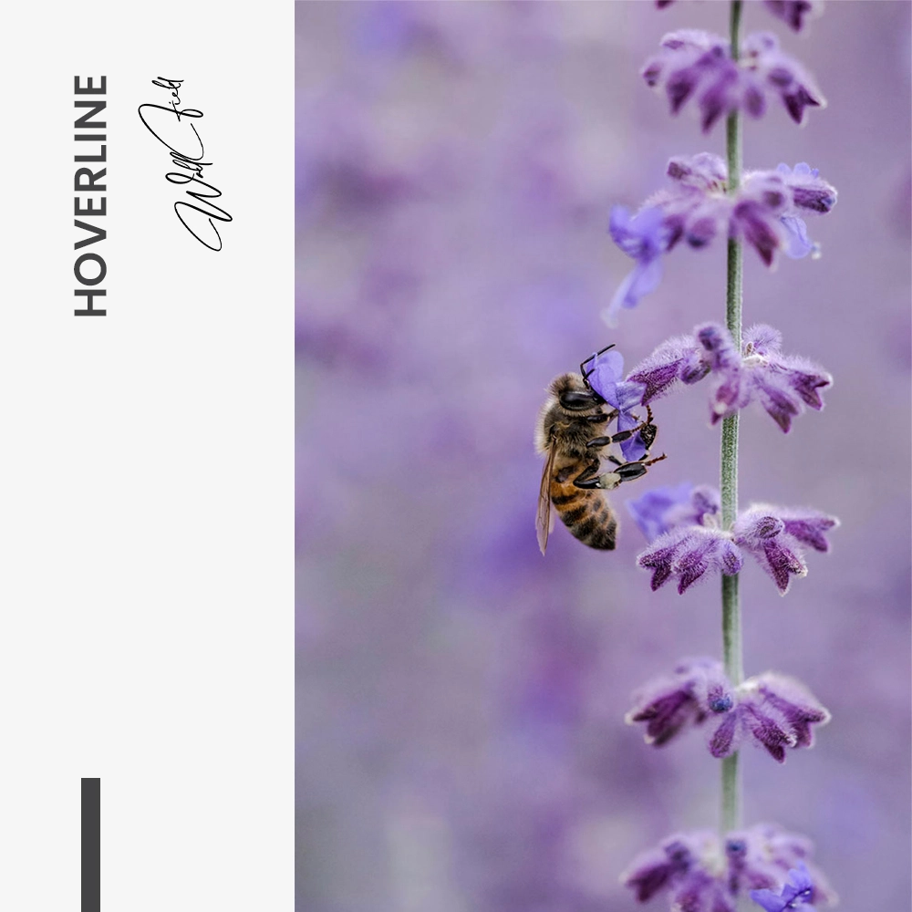 11.-Design-signature-Hoverline