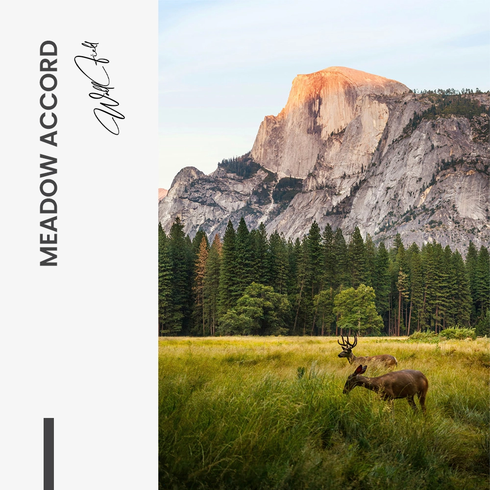 11.-Design-signature-Meadow-Accord