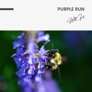 11.-Design-signature-Purple-Run