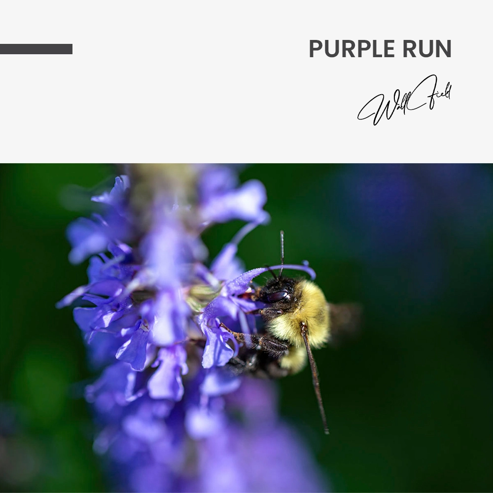 11.-Design-signature-Purple-Run