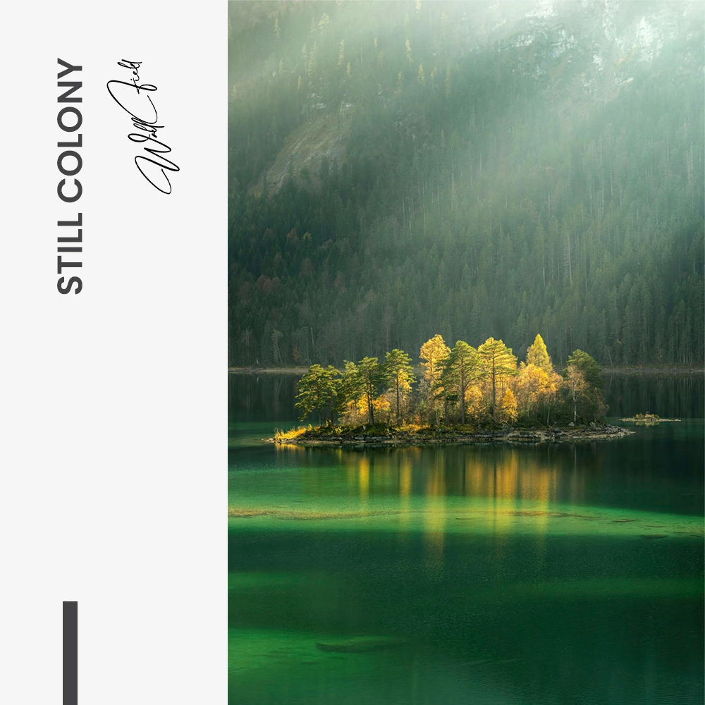 11.-Design-signature-Still-Colony