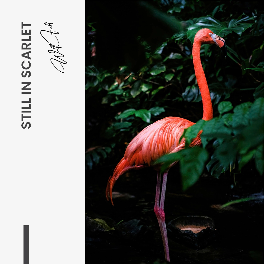 11.-Design-signature-Still-in-Scarlet