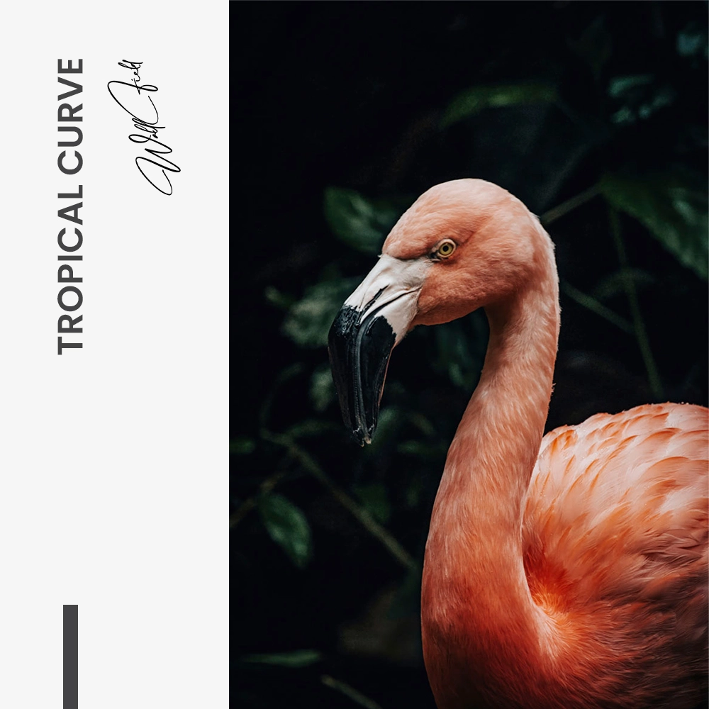 11.-Design-signature-Tropical-Curve
